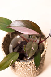 Philodendron sp. "Pink Princess"